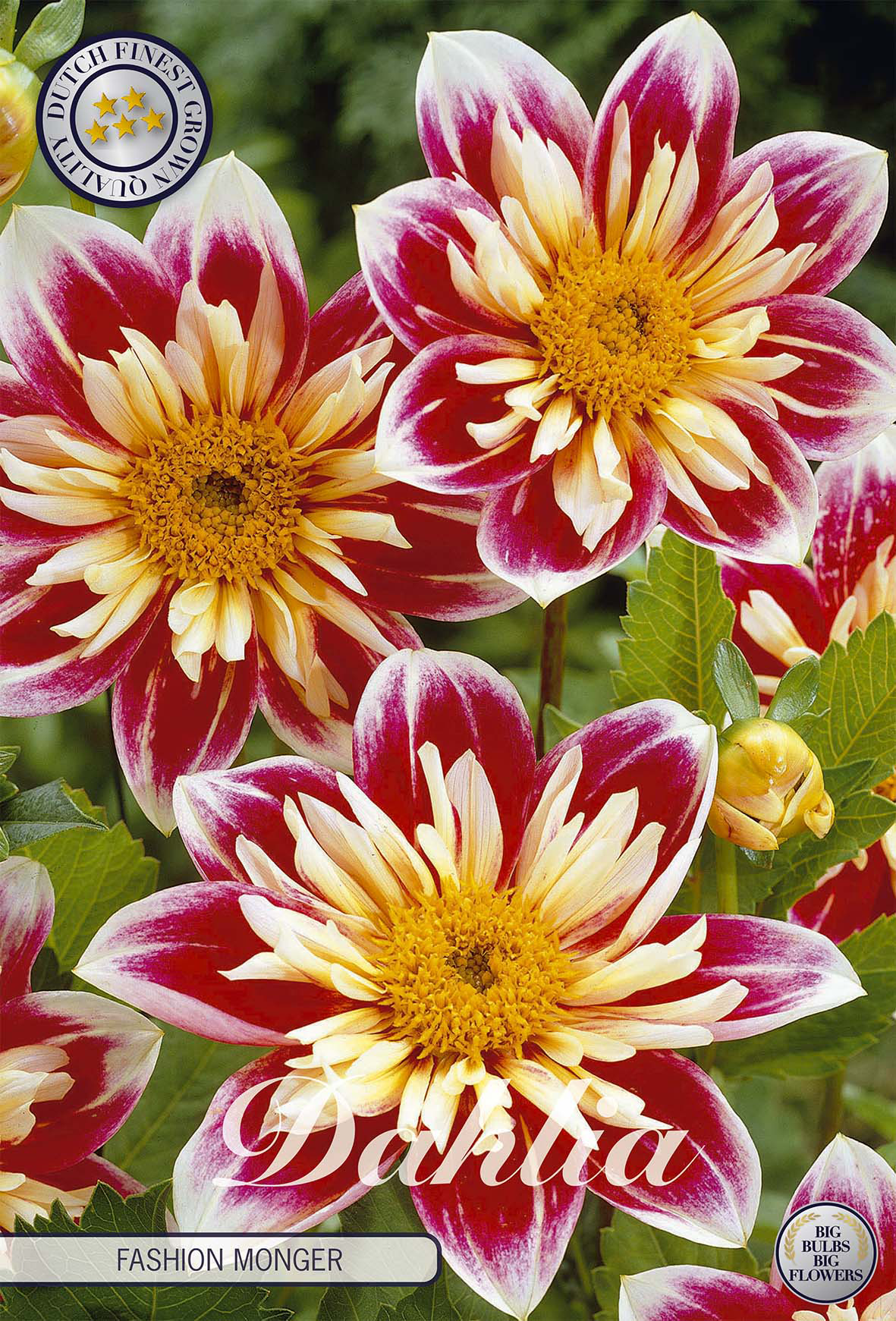 Dahlia Fashion Monger