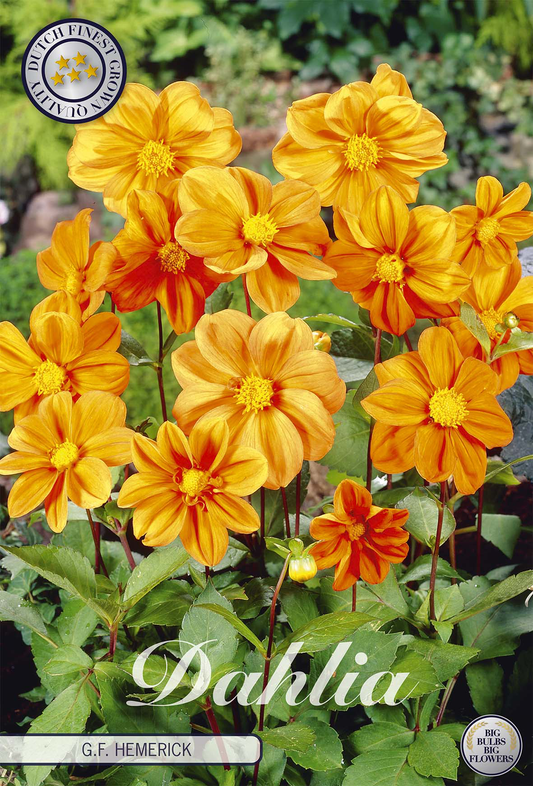 Dahlia GF Hemerick