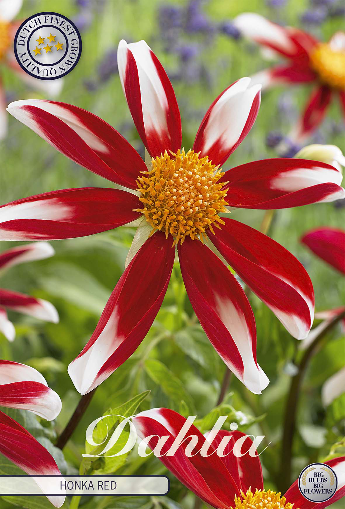 Dahlia Honka Red Windmill