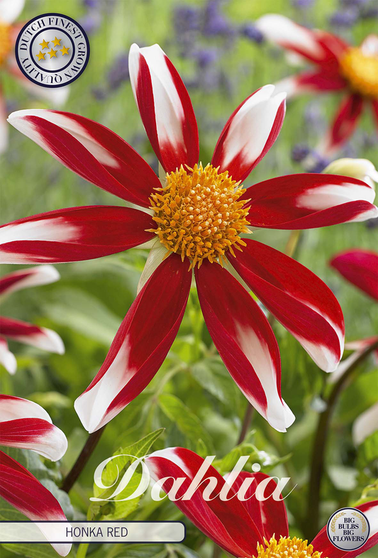 Dahlia Honka Red Windmill