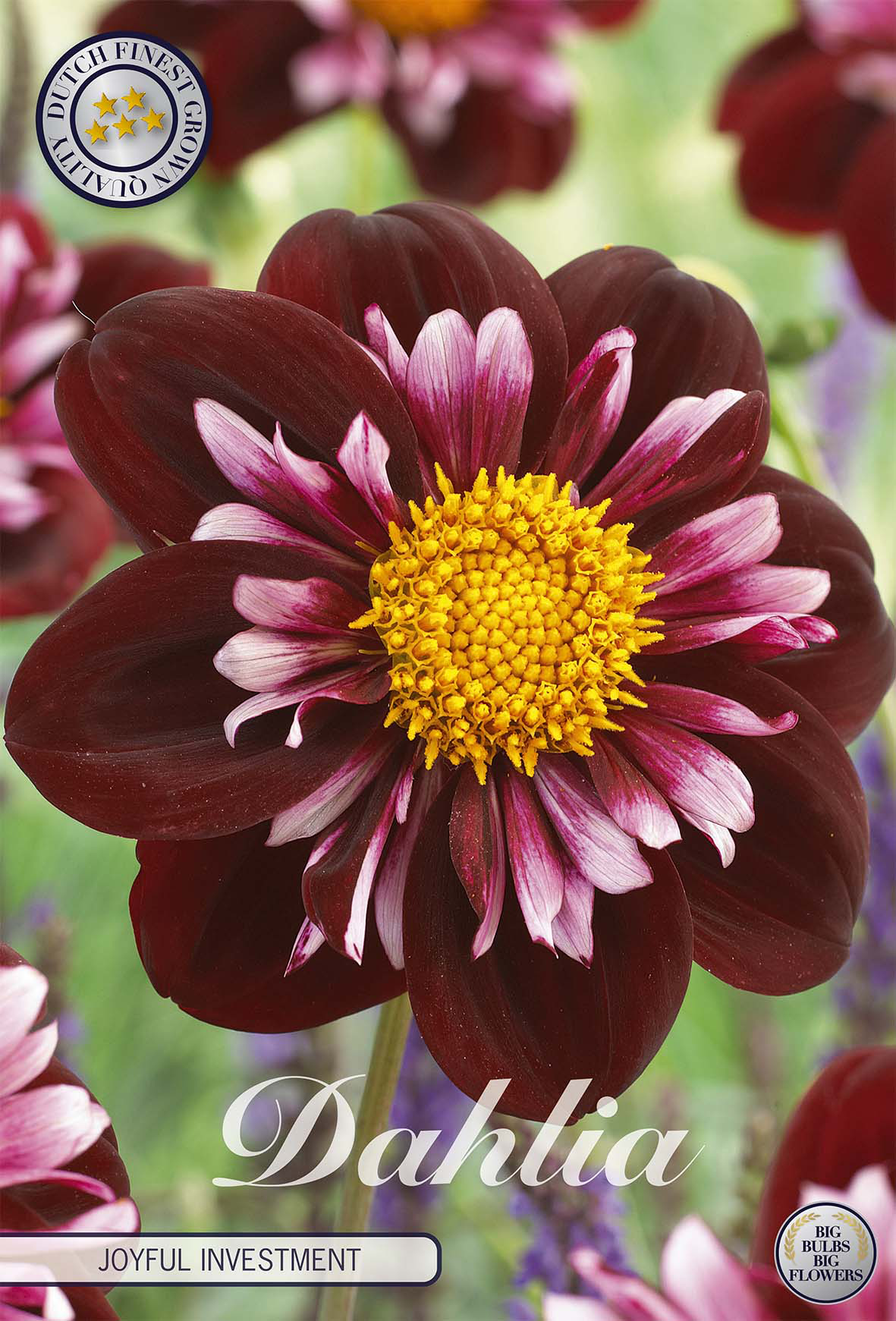 Dahlia Joyfull Investment