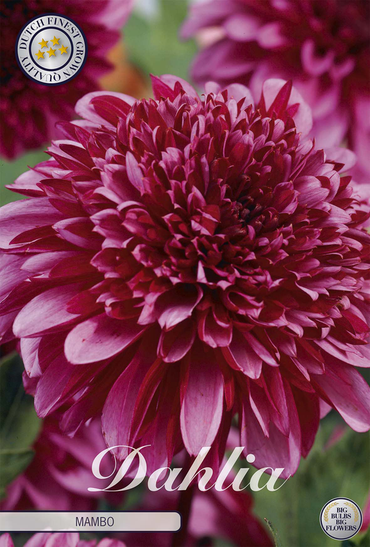 Dahlia Mambo