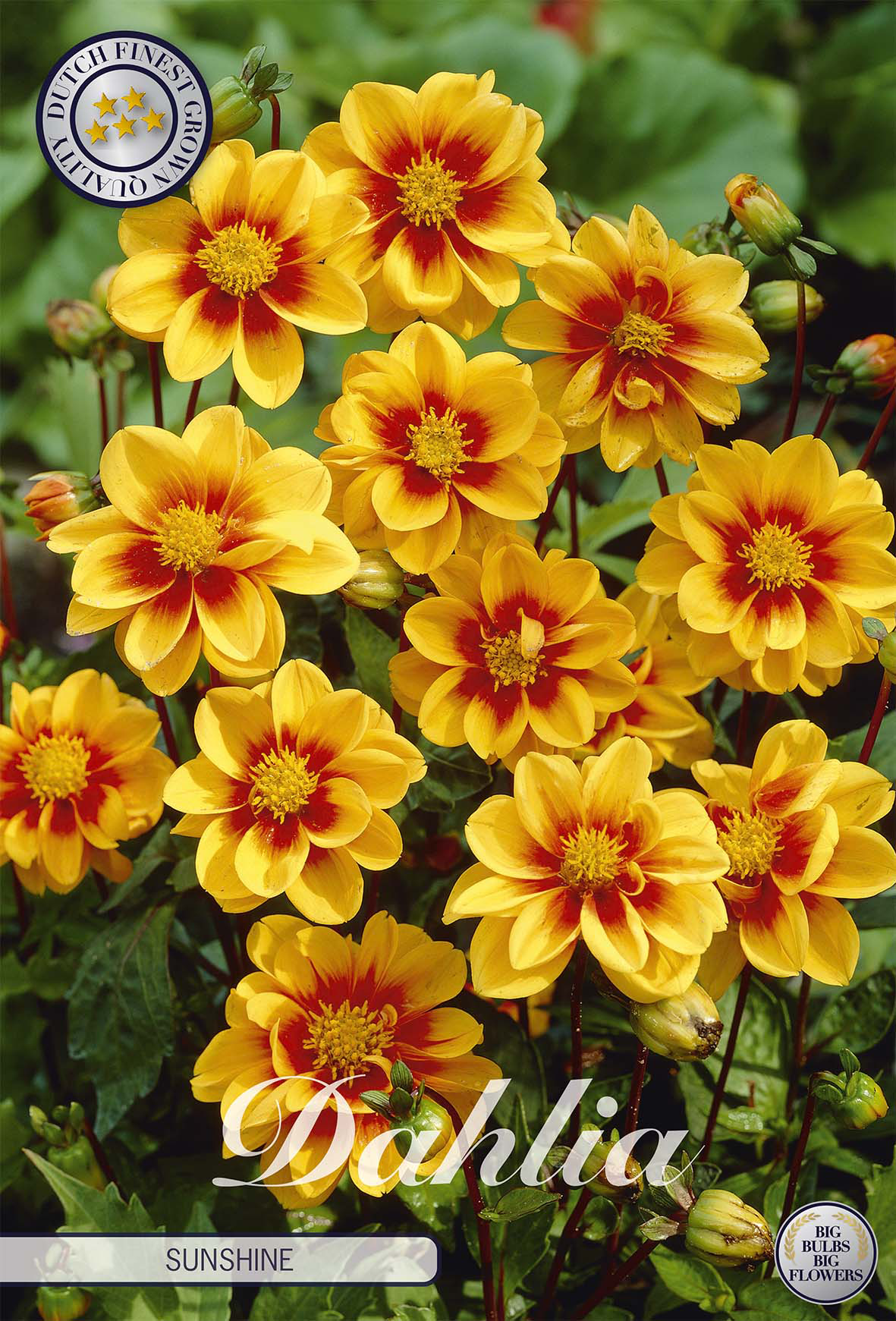 Dahlia Mignon Sunshine