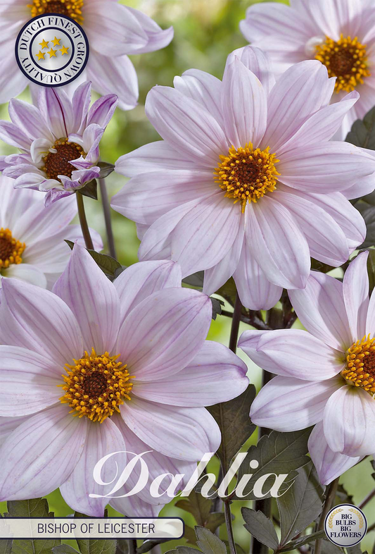 Dahlia Bishop of Leicester