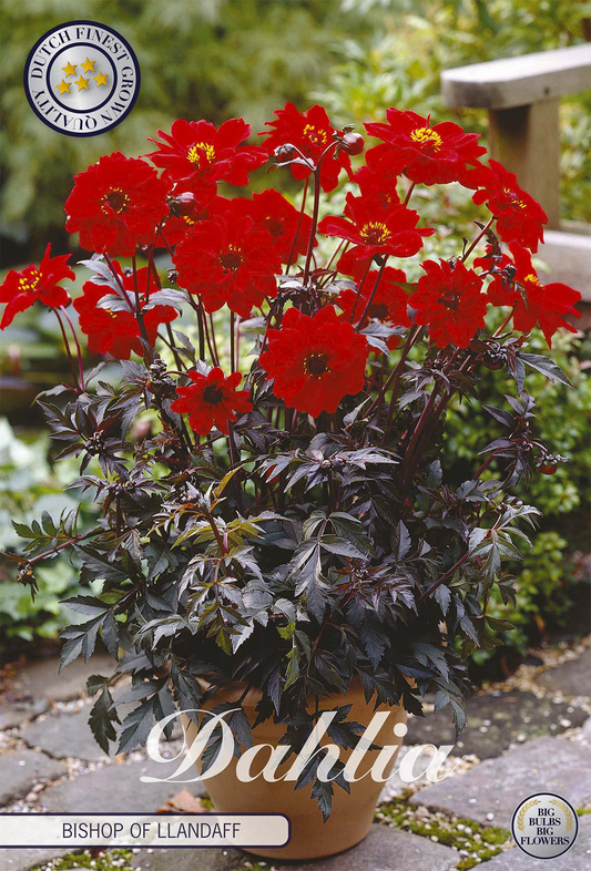 Dahlia Bishop of Llandaff