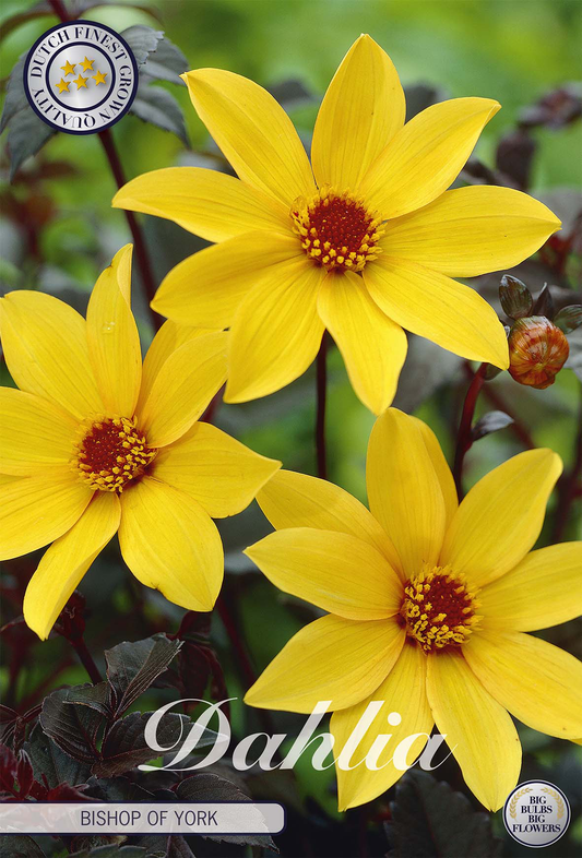 Dahlia Bishop of York