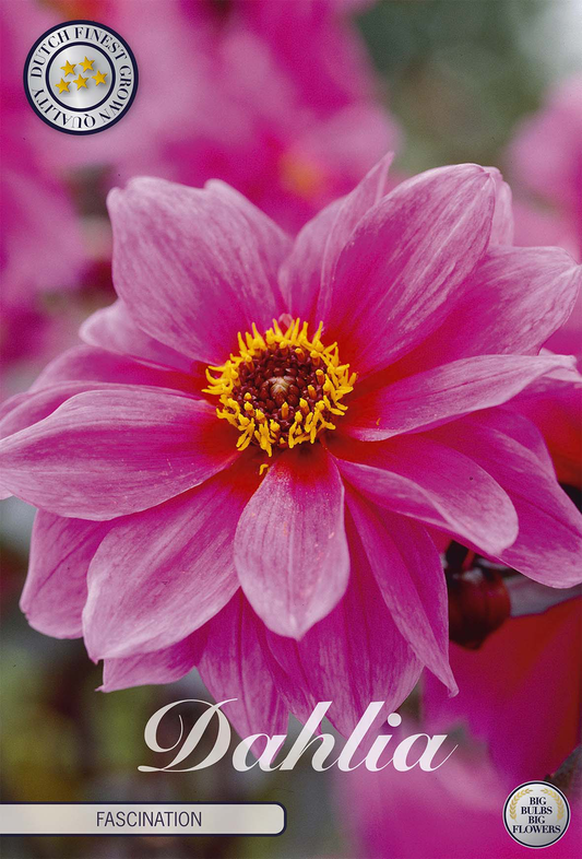 Dahlia Fascination