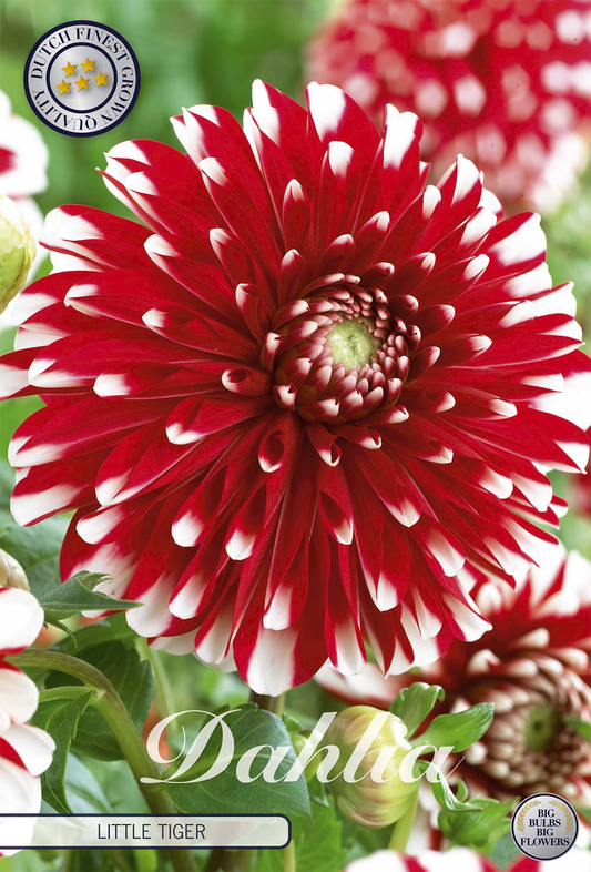 Dahlia Little Tiger