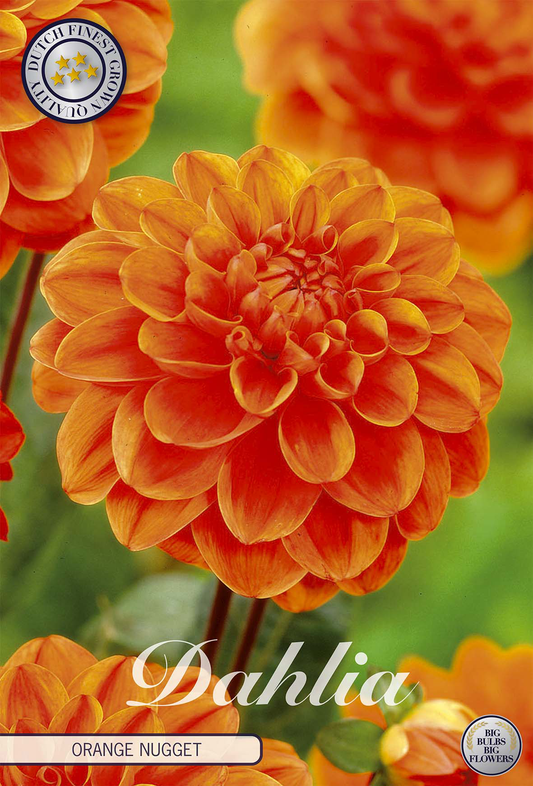 Dahlia Orange Nugget