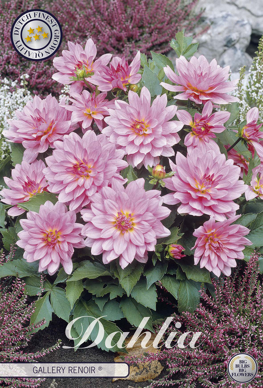 Dahlia Renoir