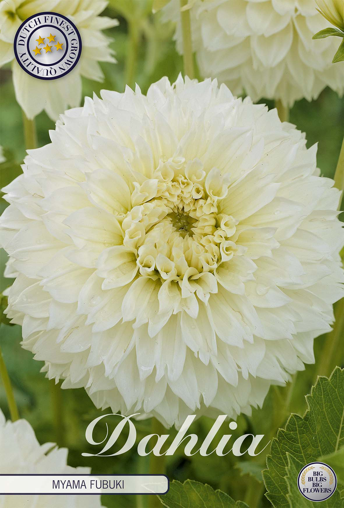 Dahlia Myama Fubuki