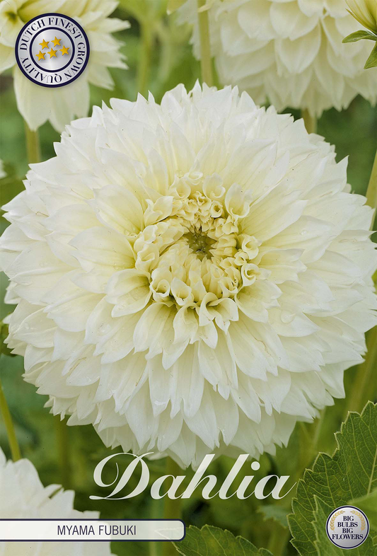 Dahlia Myama Fubuki
