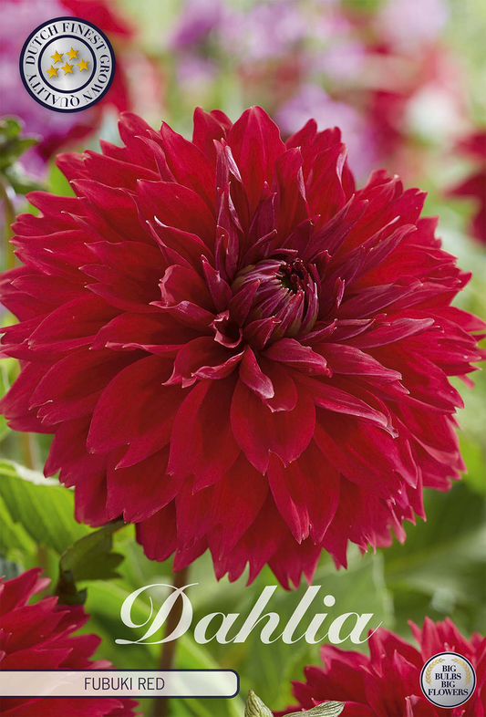 Dahlia Red Fubuki