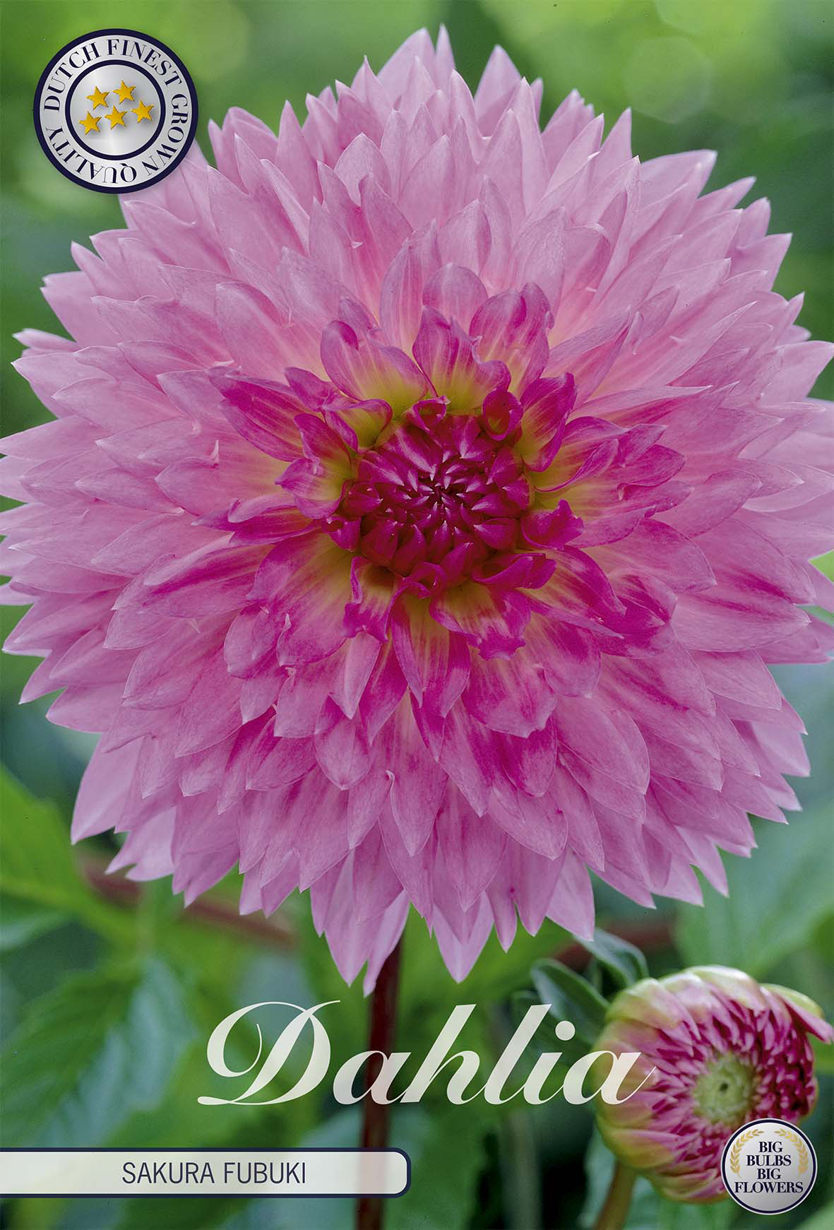 Dahlia Sakura