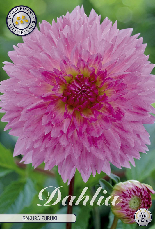 Dahlia Sakura