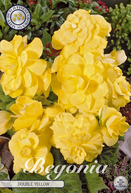 Begonia Yellow