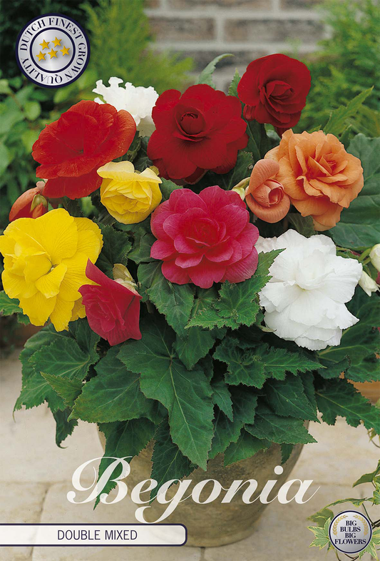 Begonia Mixed
