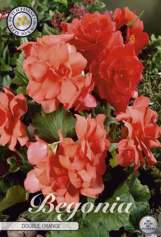 Begonia Orange