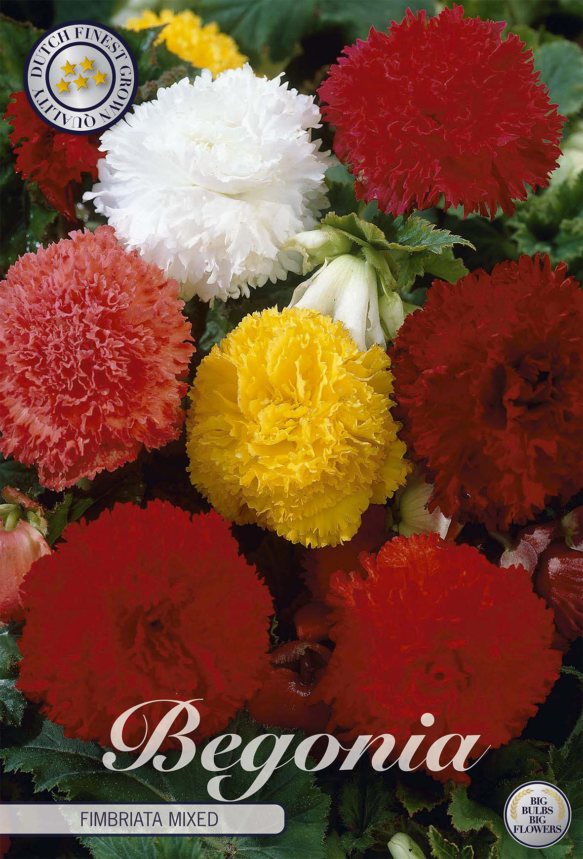 Begonia Fimbriata Mixed