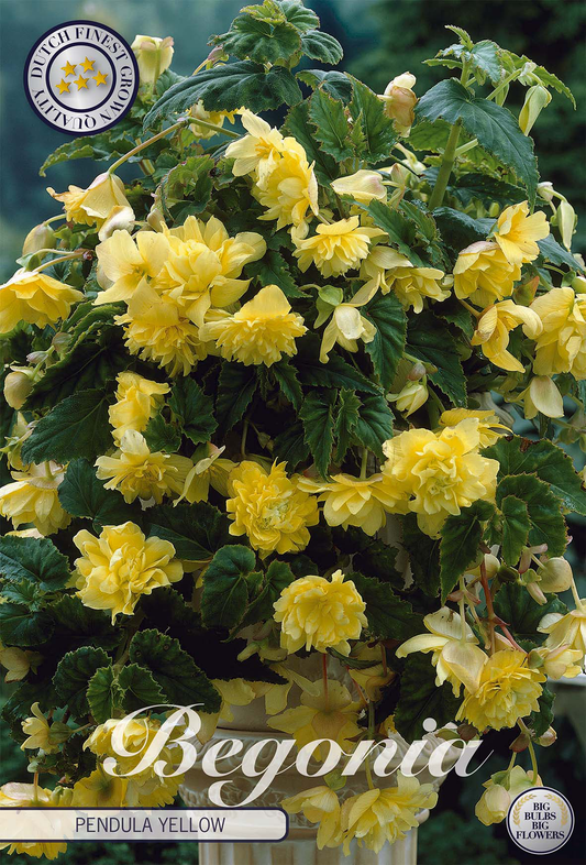 Begonia Pendula Yellow