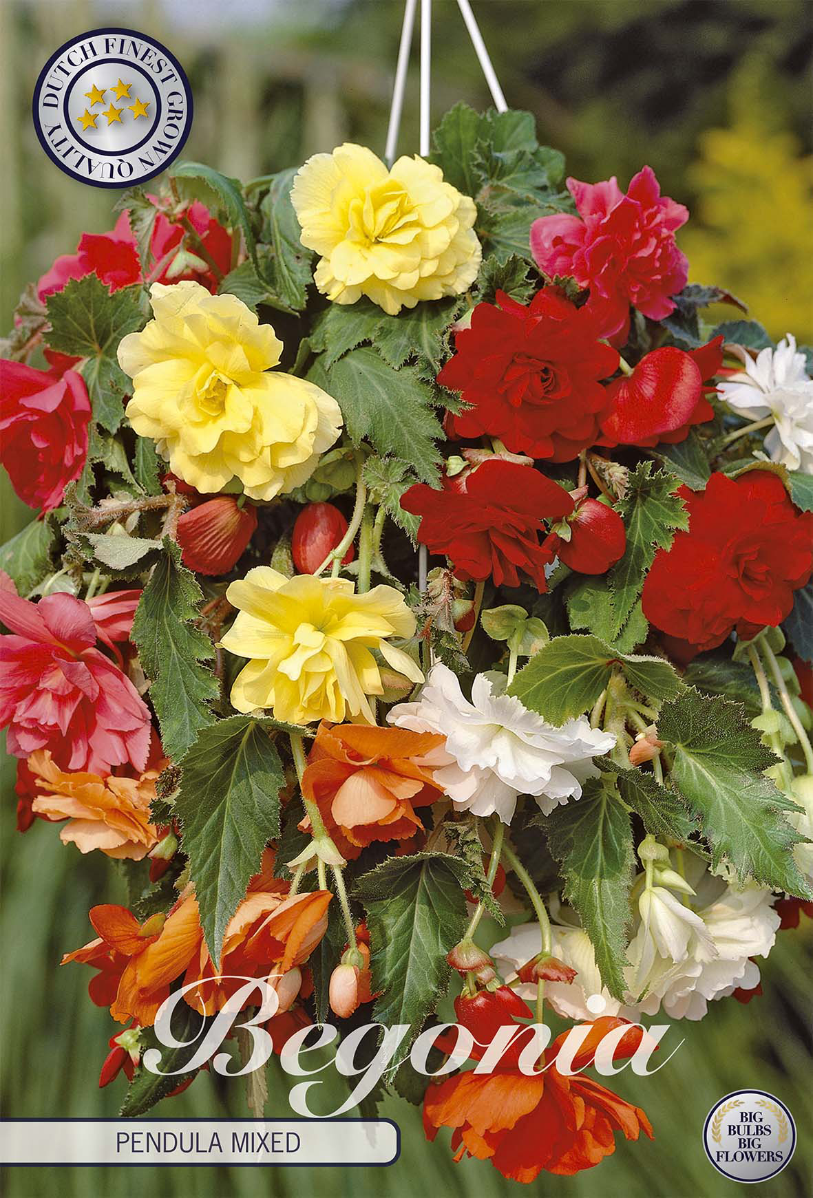 Begonia Pendula Mixed