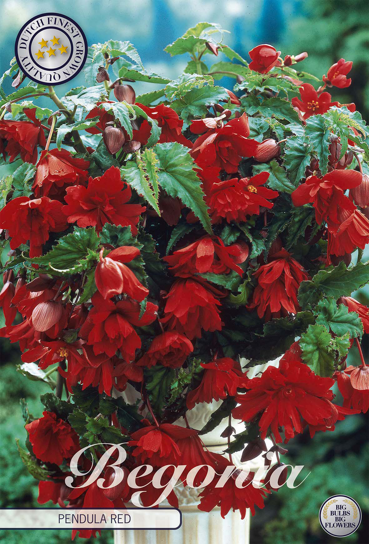 Begonia Pendula Red
