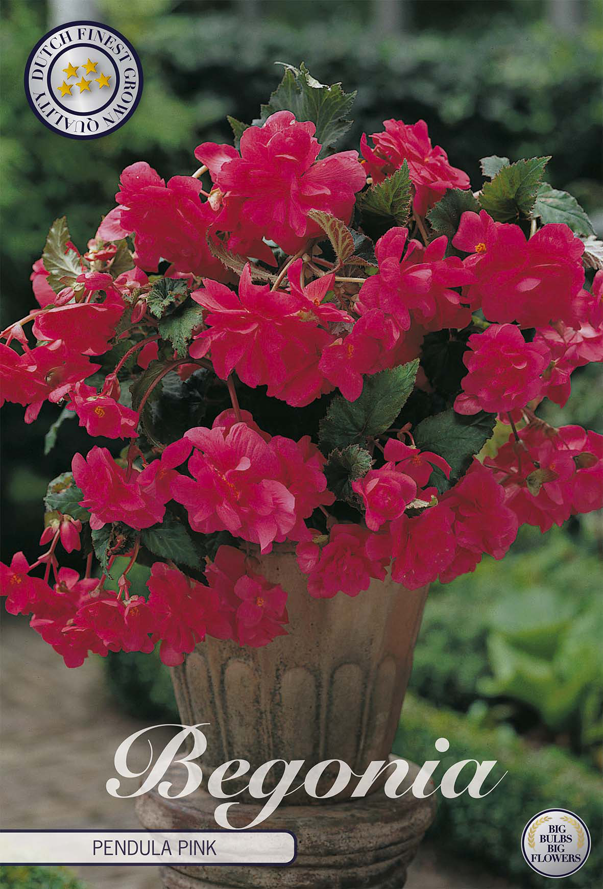 Begonia Pendula Pink