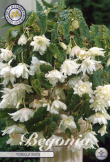 Begonia Pendula White