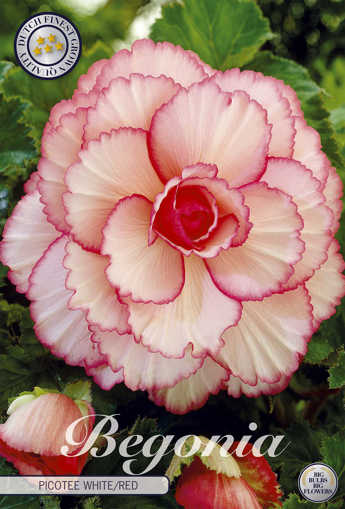 Begonia Picotee White Red