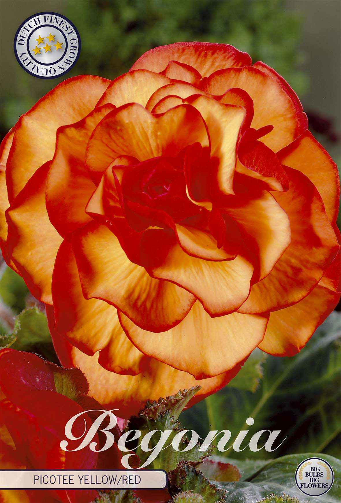 Begonia Picotee Yellow Red