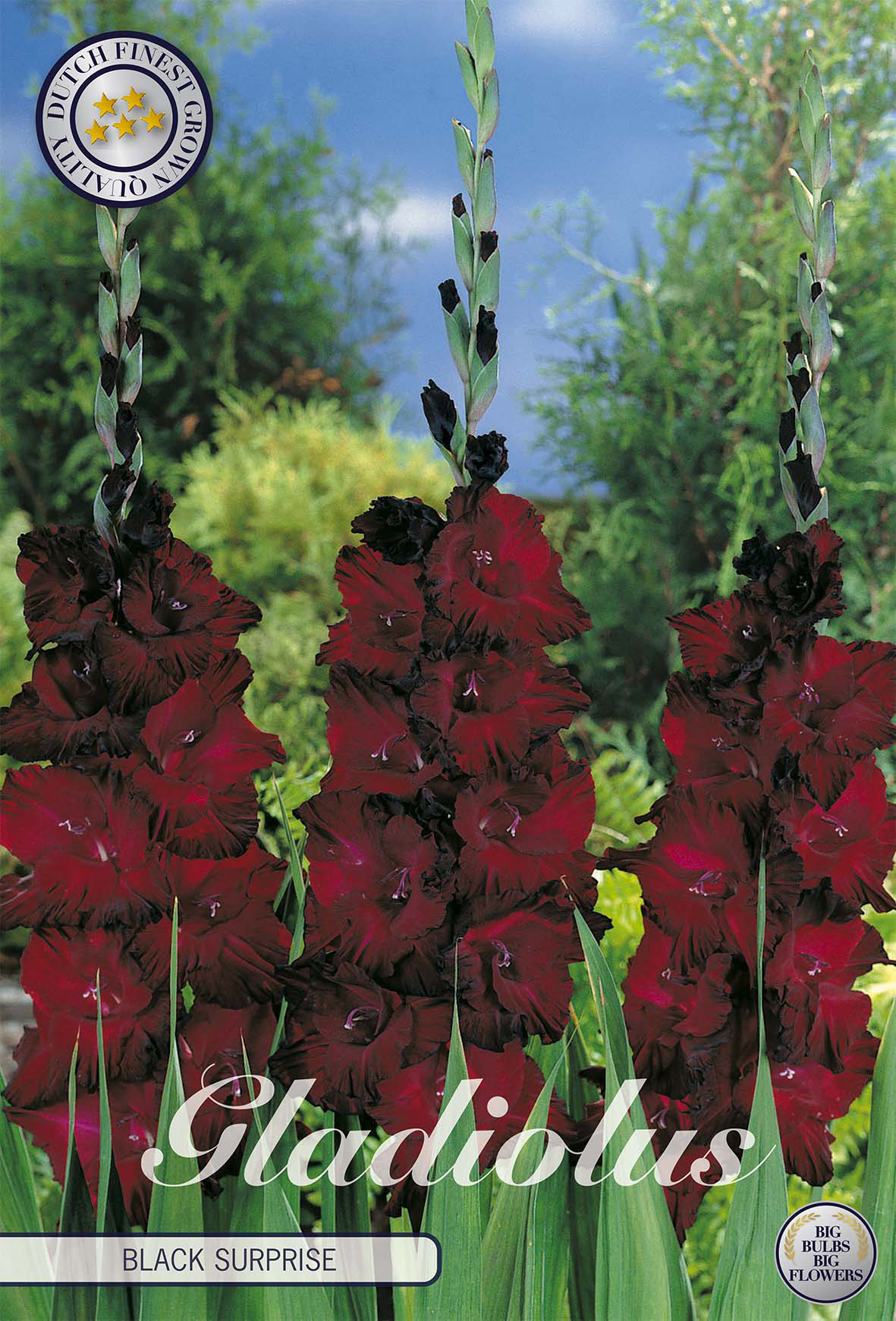 Gladiolus Black Surprice