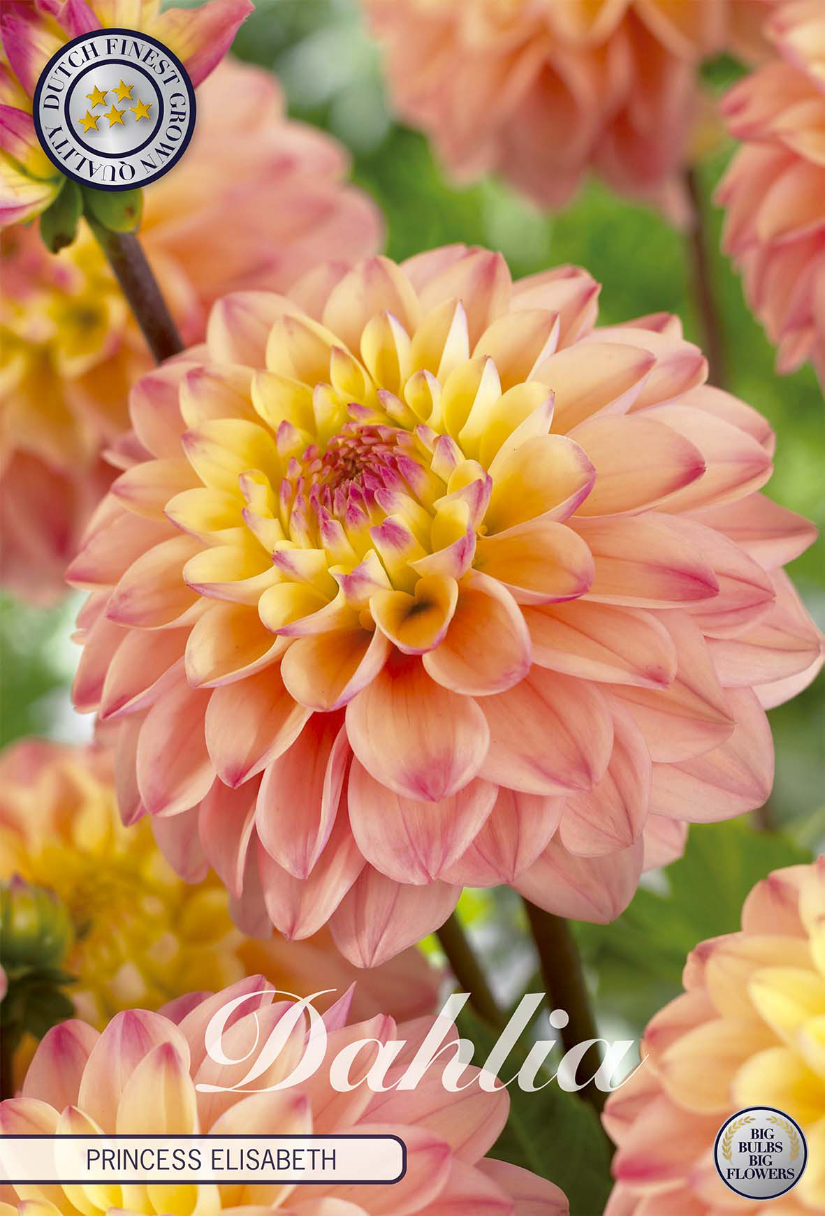 Dahlia Princesse Elisabeth