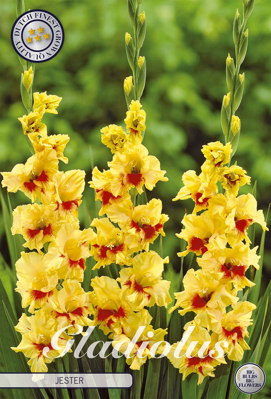 Gladiolus Jester