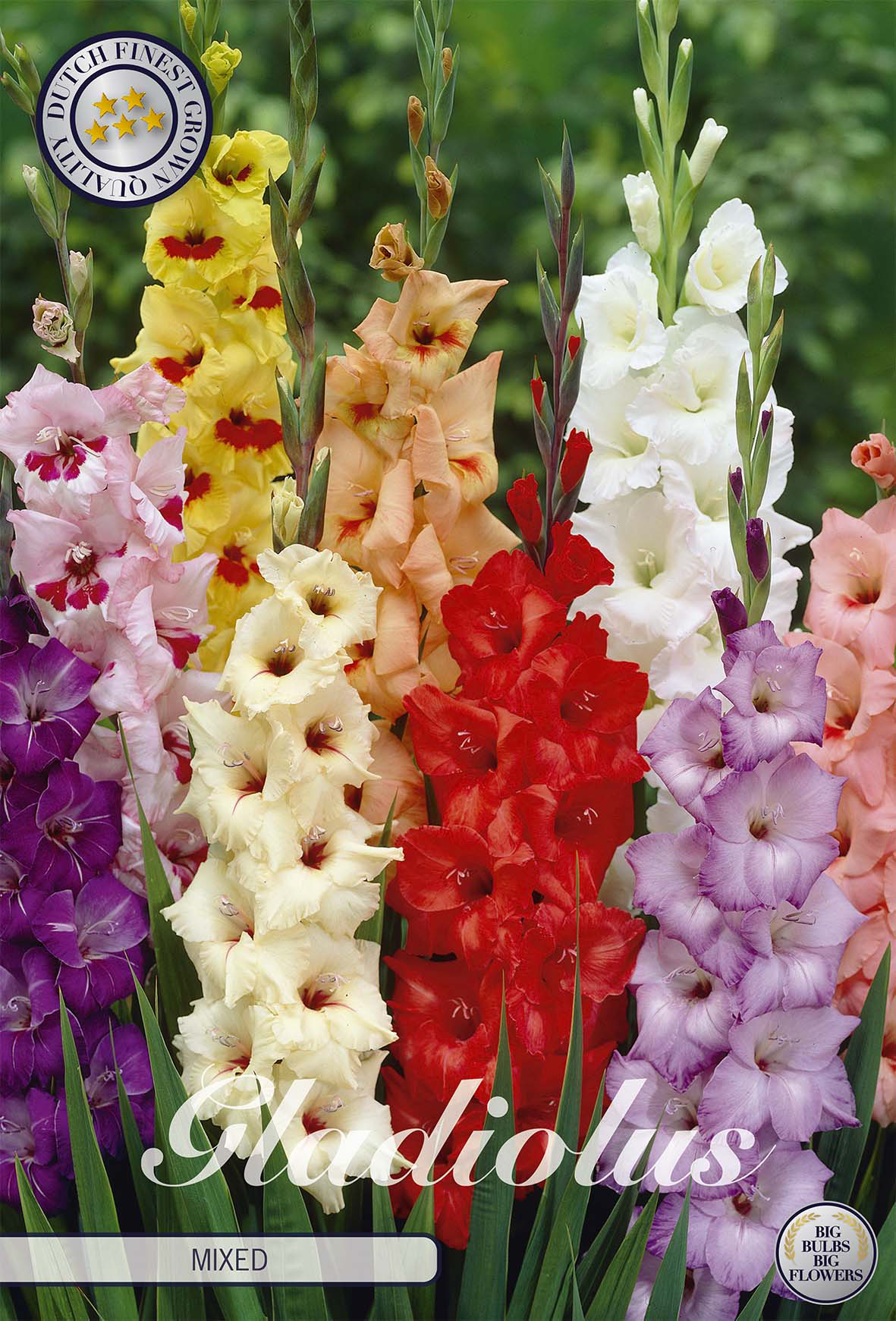 Gladiolus Mixed