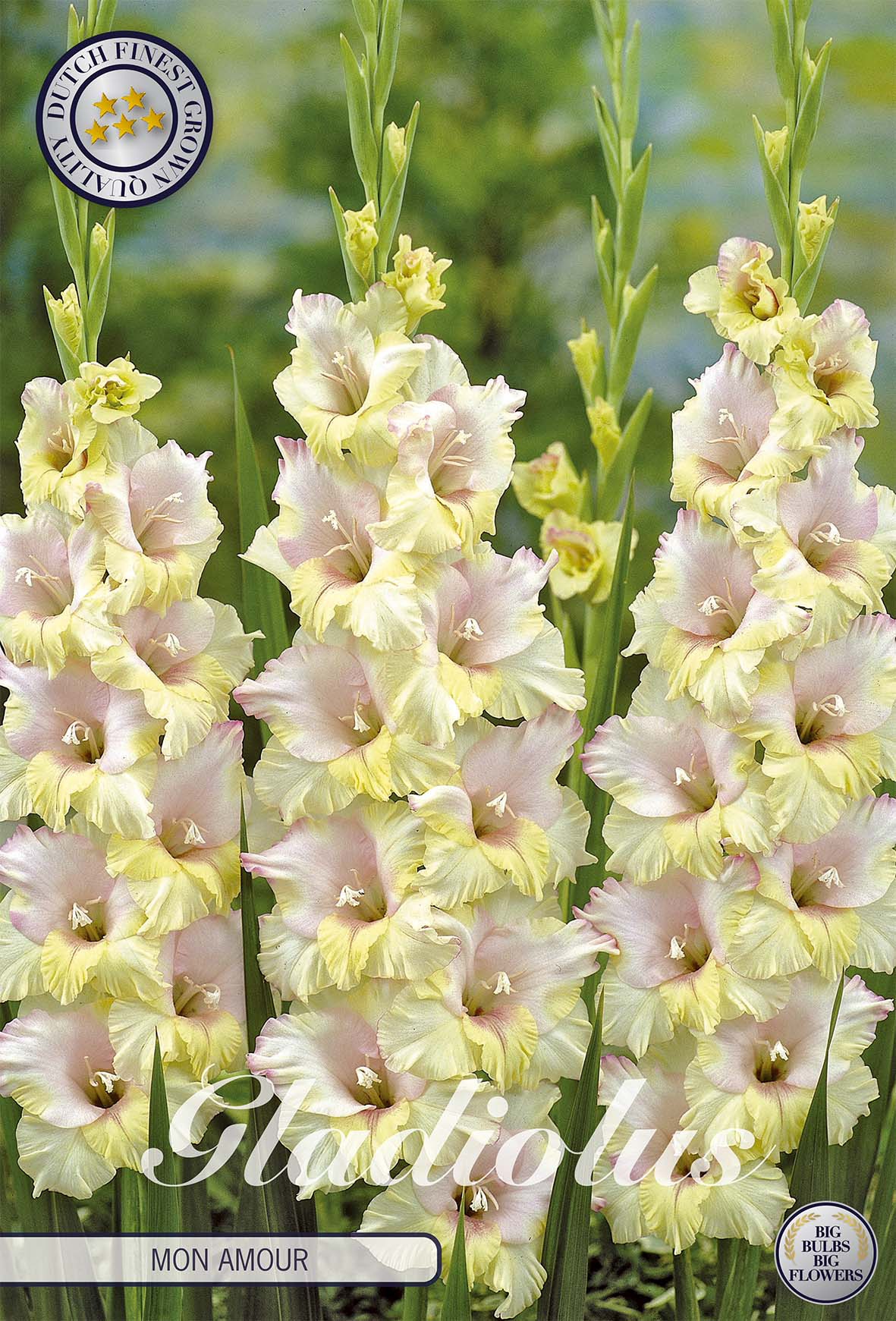 Gladiolus Mon Amour