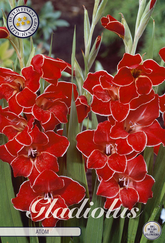 Gladiolus Nanus Atom