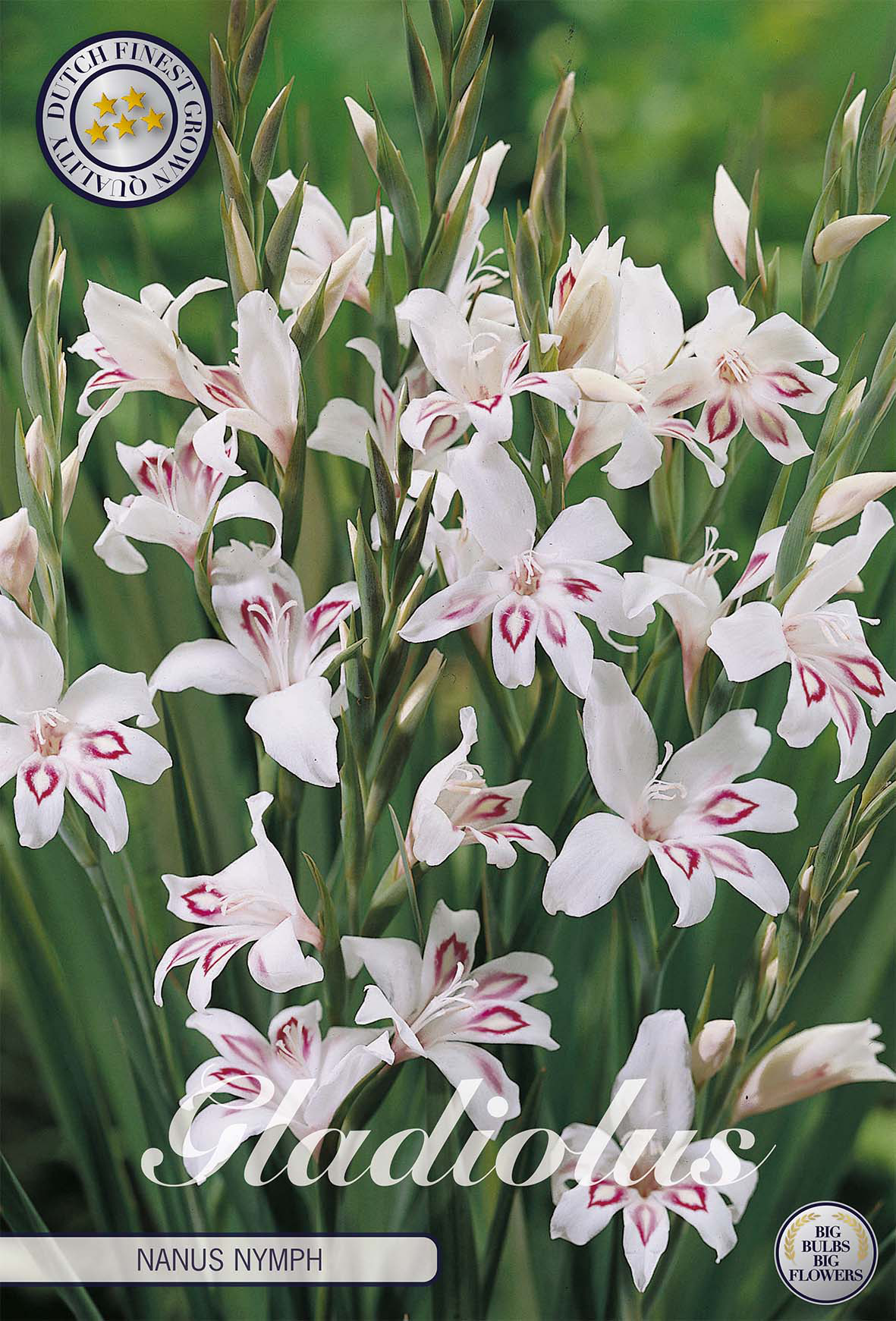Gladiolus Nanus Nymph