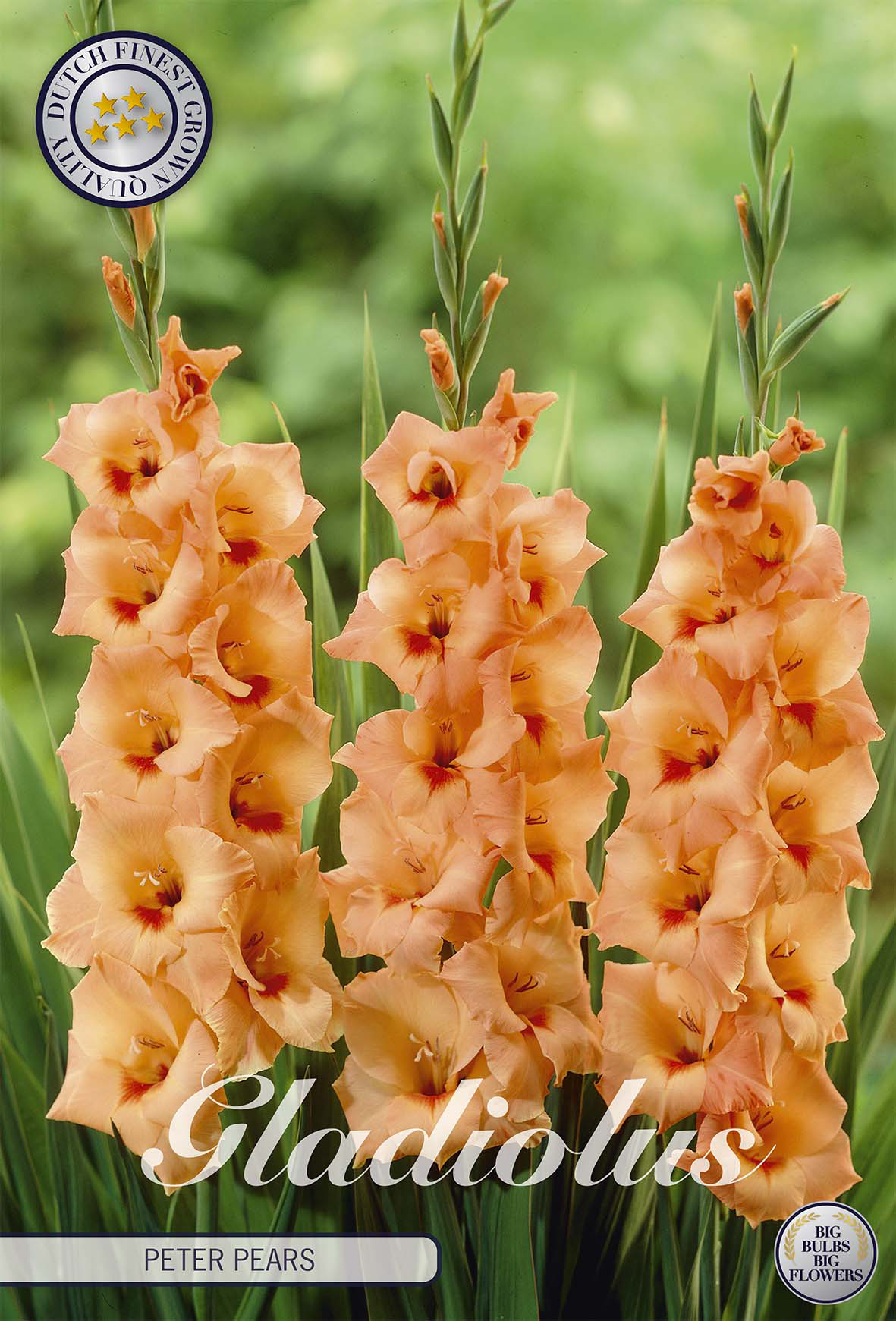 Gladiolus Peter Pears