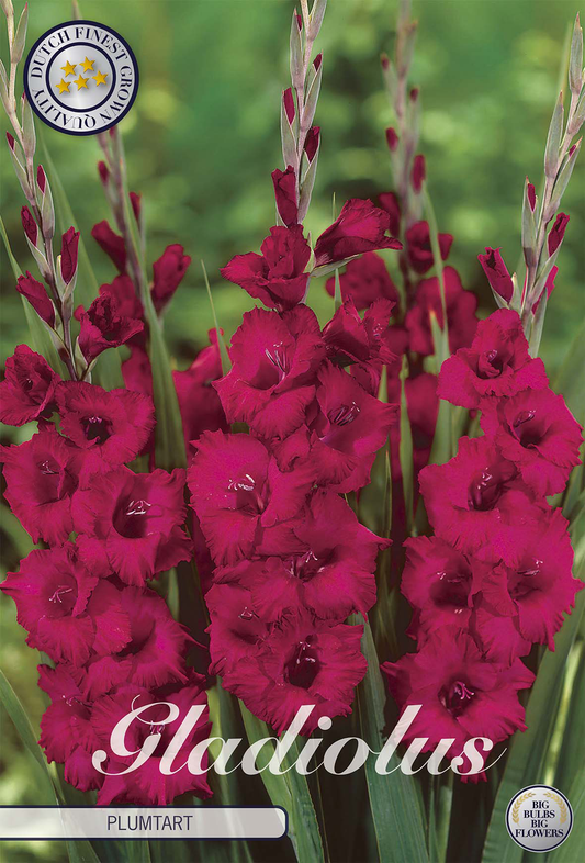 Gladiolus Plumtart