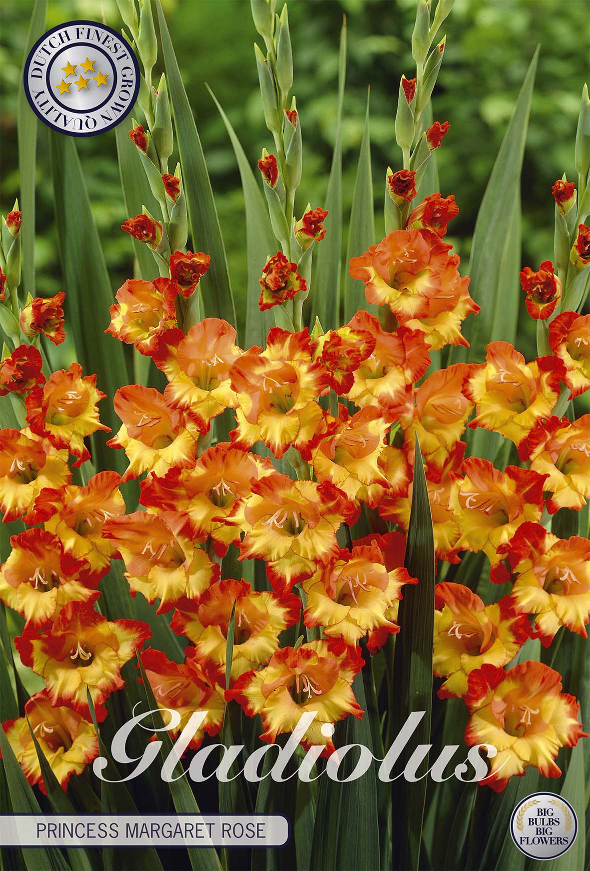 Gladiolus Princess Margeret Rose