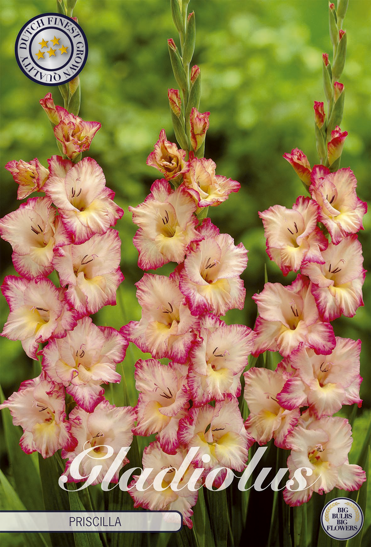 Gladiolus Priscilla