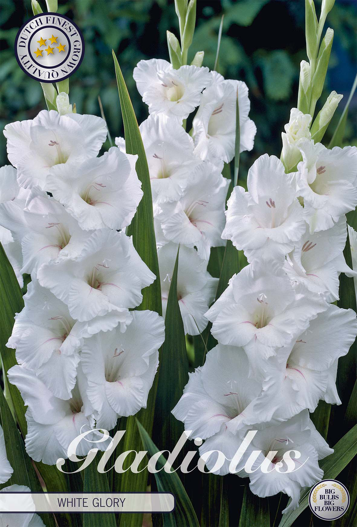 Gladiolus White Glory