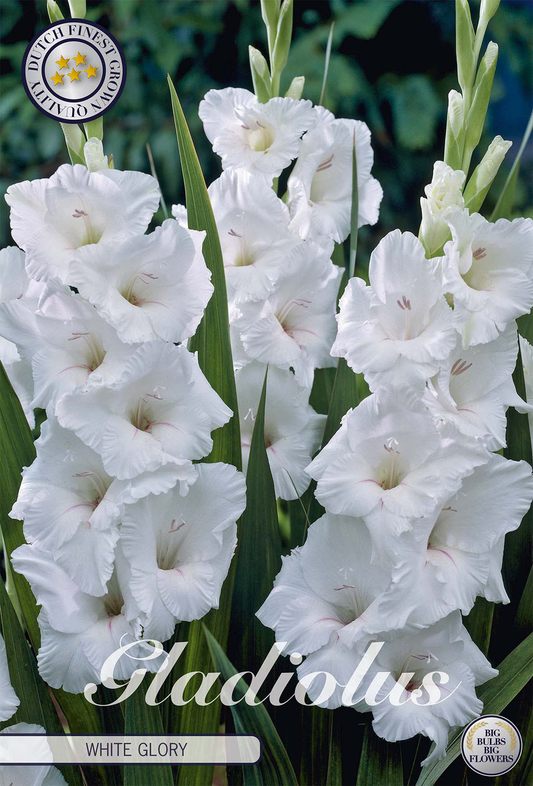 Gladiolus White Glory