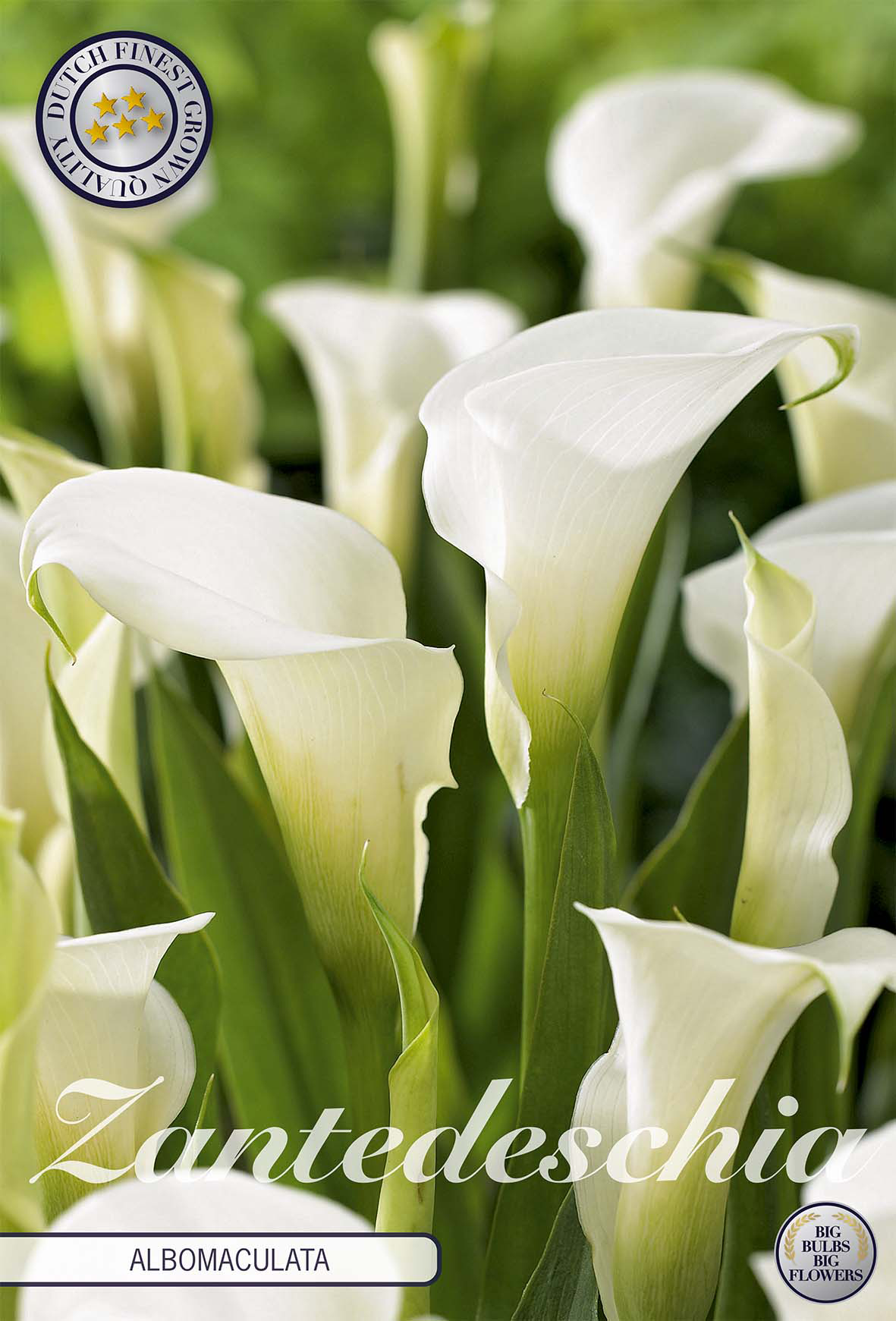 Zantedeschia Albomuculata