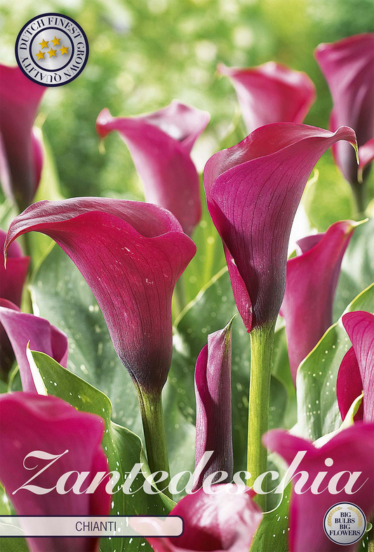 Zantedeschia Chianti