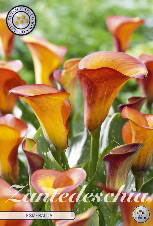 Zantedeschia Esmeralda