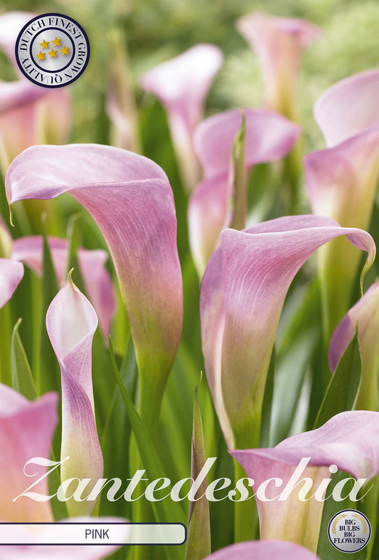 Zantedeschia Light Pink