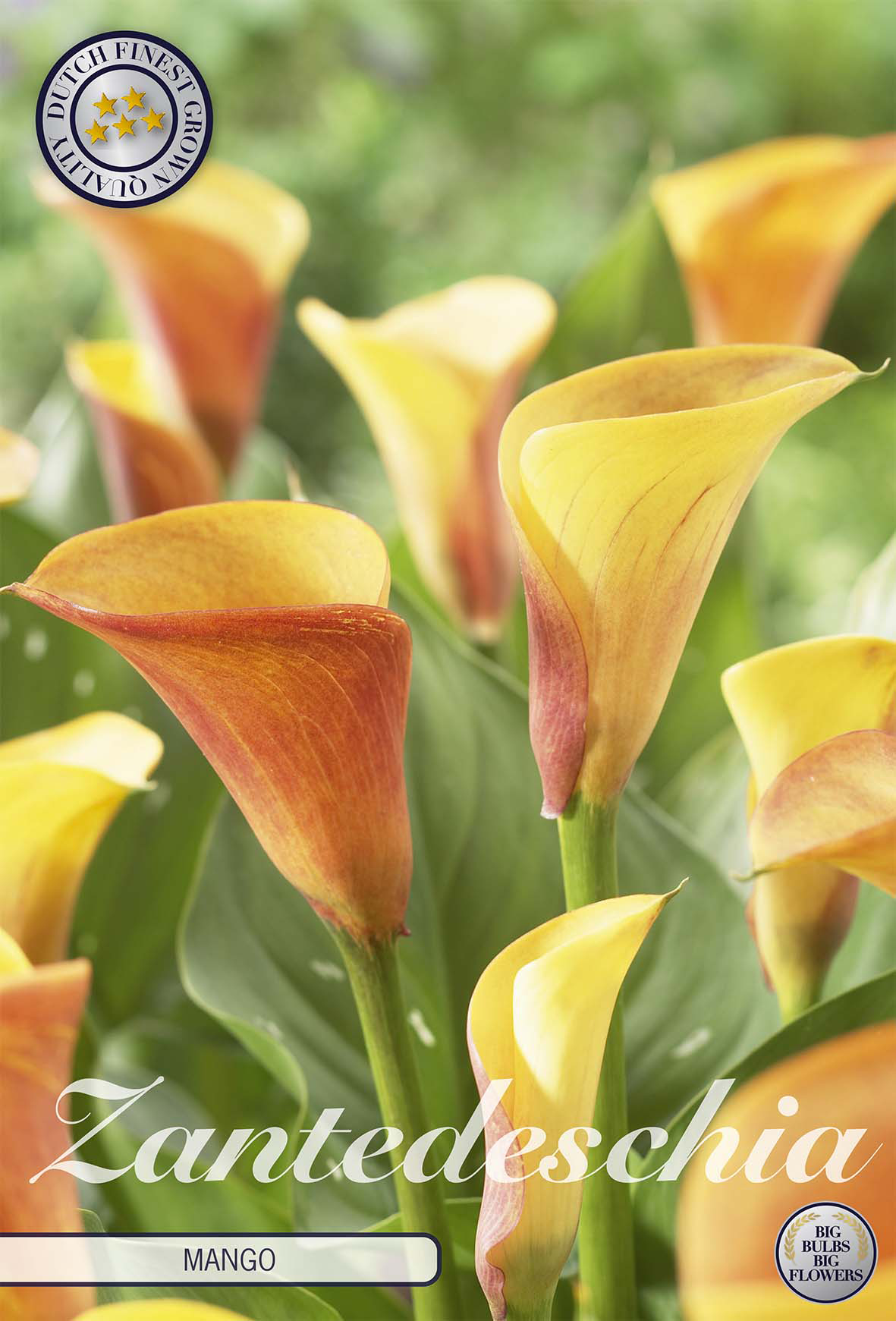 Zantedeschia Mango