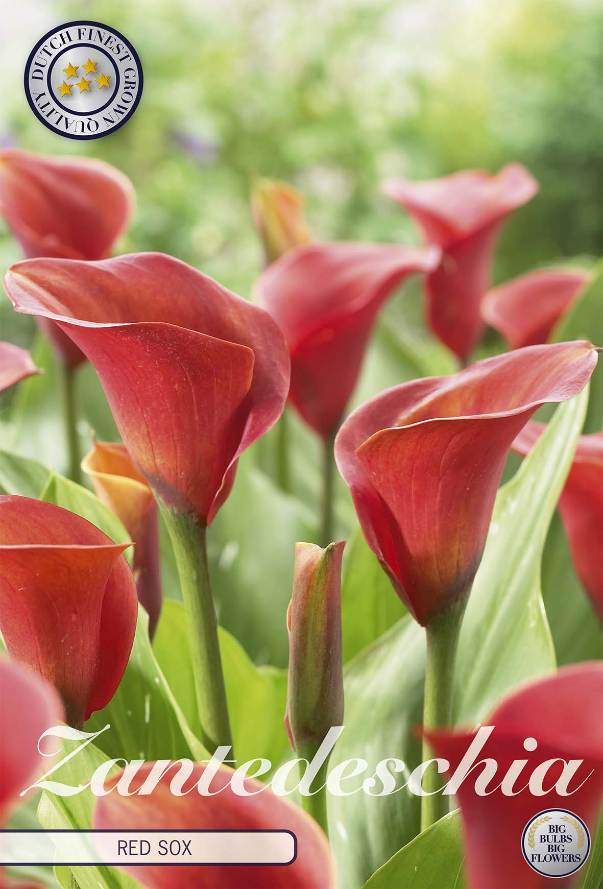 Zantedeschia Red Sox