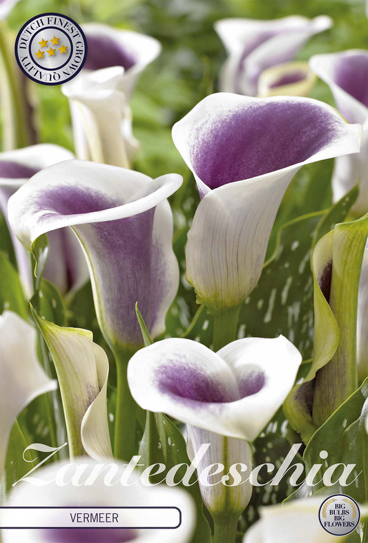 Zantedeschia Vermeer